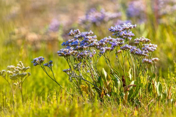 Lamsoor Limonium Vulgare Een Zoutmoerassen Waddenzee Nederland — Stockfoto