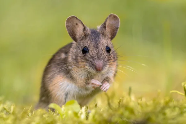 Entzückende Waldmaus Apodemus Sylvaticus Auf Naturgrünem Moos Hintergrund Und Blickt — Stockfoto