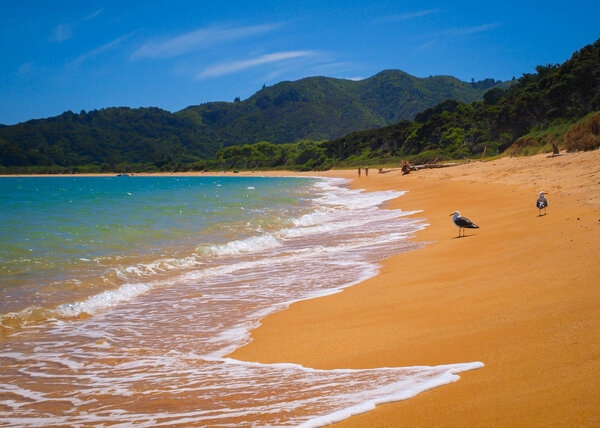 Морские чайки на пляже Золотой песок в Тоторануи, Национальный парк Абель Тасман, Новая Зеландия

