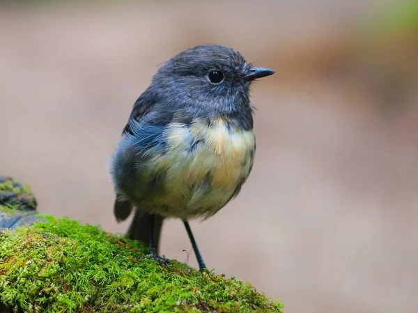 Nya Zeeland Robin Petroica Australis Native Och Endemisk Fågel Nya — Stockfoto