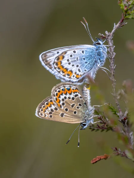 Par Mariposas Azules Con Tachuelas Plata Plebejus Argus Apareándose Planta —  Fotos de Stock