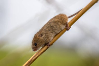 Harvesting mouse (Micromys minutus) with prehensile tail climbing in reed (Phragmites australis) in natural swamp habitat clipart