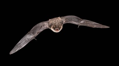 gri arka plan üzerinde kendine özgü Beyaz karınlı ile kilise tavan uçuş içinde izole erkek Natterer'ın kriket sopası (Myotis nattereri)