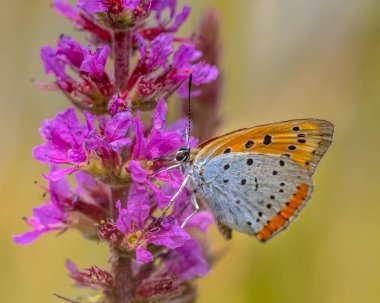 Büyük bakır (Lycaena dispar) endemik kelebek mor loosestrife (Lythrum salicaria çiçeklerin üzerinde Hollanda yiyecek nektar)