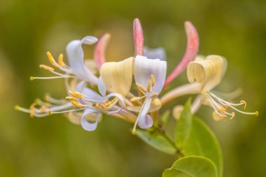Perfoliate Hanımeli (Lonicera caprifolium) yakın çekim, doğal ortamlarında kır çiçeği