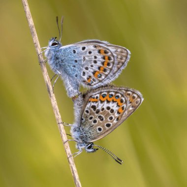 Bir kaç gümüş çivili mavi (Plebejus argus) kelebek doğal ortamlarında çimenlerin üzerinde çiftleşme