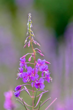 Büyük Willowherb (Chamaenerion angustifolium) çiçek sığ derinliği ve arka planda daha fazla çiçek