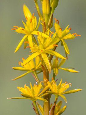 Bright Close up detail of Bog Asphodel (Narthecium ossifragum) flower. A plant of Western Europe, found on wet, boggy moorlands up to about 1000 m in elevation. clipart