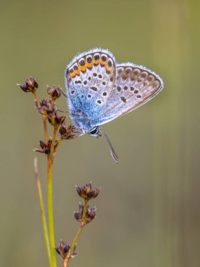 doğal ortamında Sharp çiçekli Rush (Juncus acutiflorus) gecesi hazırlığı Erkek Gümüş çivili mavi (Plebejus argus) kelebek