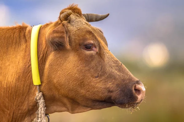 Brązowe Krowy Headshot Sideview Niewyraźne Tło Rolnych — Zdjęcie stockowe