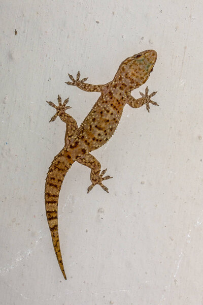 Mediterranean house gecko (Hemidactylus turcicus) climing vertically on white wall