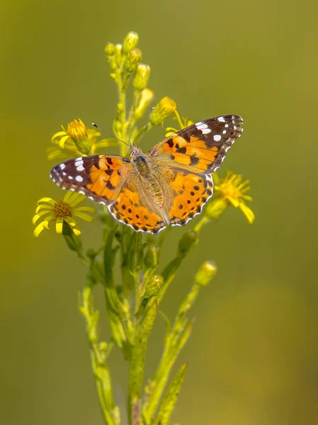 Painted Lady Butterfly Vanessa Cardui Perched Flower Drinking Nectar — Stock Photo, Image