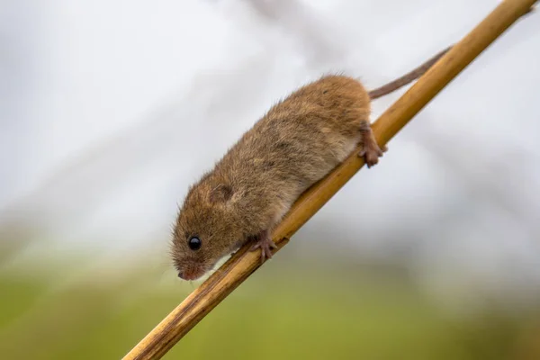 Muis Micromys Minutus Oogsten Met Grijpen Staart Klimmen Reed Riet — Stockfoto