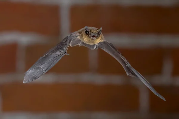 Éjszakai Törpedenevér Pipistrellus Pipistrellus Bat Közelről Repülő Városi Környezetben Tégla — Stock Fotó