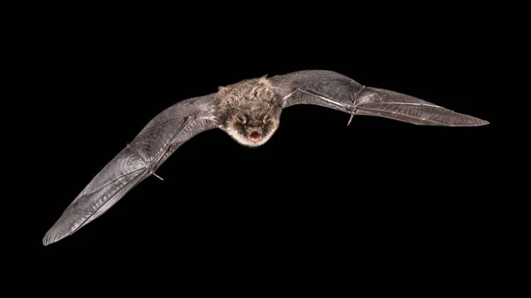 Geïsoleerde Mannelijke Franjestaart Myotis Nattereri Tijdens Vlucht Zolder Van Kerk — Stockfoto