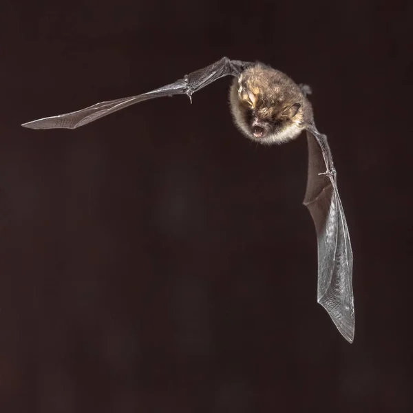 Zeldzame Franjestaart Myotis Nattereri Tijdens Vlucht Zolder Van Kerk Met — Stockfoto