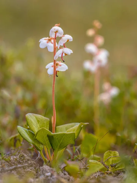 Inverno Folhas Redondas Pyrola Rotundifolia Habitat Natural — Fotografia de Stock