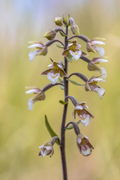 Marsh Helleborine Epipactis Palustris Orchid Blooming Bright Colored Yellow Background — Stock Photo, Image