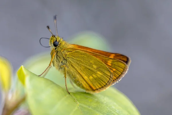 Grand Hespérie Ochlodes Sylvanus Est Papillon Famille Des Hesperiidae — Photo