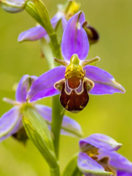 Arı Orkide Ophrys Apifera Pembe Çiçek Mimicing Humblebee Böcekler Polinate — Stok fotoğraf