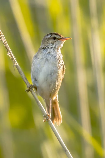 Warbler Borda Acrocephalus Schoenobaenus Cana Phragmites Australis Haste Planta Fundo — Fotografia de Stock