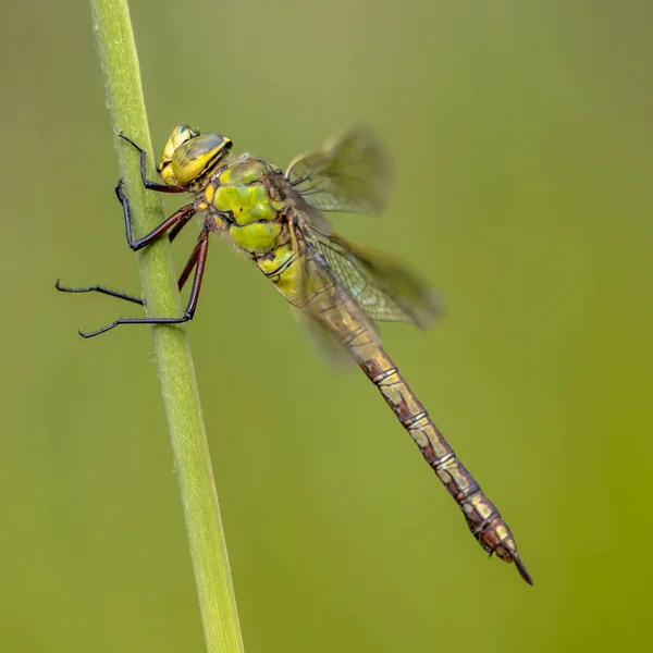 女皇帝蜻蜓或蓝色皇帝 Anax 在芦苇茎上休息 — 图库照片