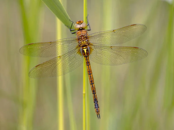 Green Eyed Hawker Aeshna Isoceles Resting Green Reed Stem Blurred — Stock Photo, Image