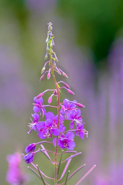 Květ Velký Vrbovka Chamaenerion Angustifolium Malou Hloubkou Další Květiny Pozadí — Stock fotografie