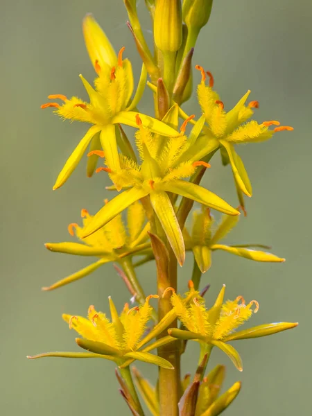 Helle Nahaufnahme Detail Der Moorasphodel Narthecium Ossifragum Blume Eine Pflanze — Stockfoto