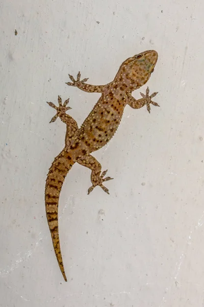 Mediterranean House Gecko Hemidactylus Turcicus Climing Vertically White Wall Stock Picture