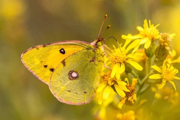 蝴蝶淡黄色 Colias Hyale 在黄花背景下喂花蜜 — 图库照片