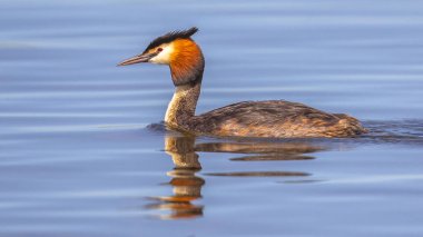 Güzel ışık yansımaları ile mavi su altında büyük tepeli batağan (Podiceps cristatus)