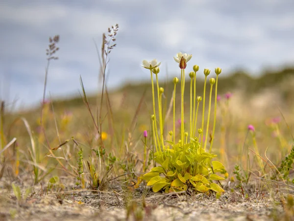 Bloemen Van Marsh Gras Parnassia Parnassia Palustris Met Insect Natuurlijke — Stockfoto