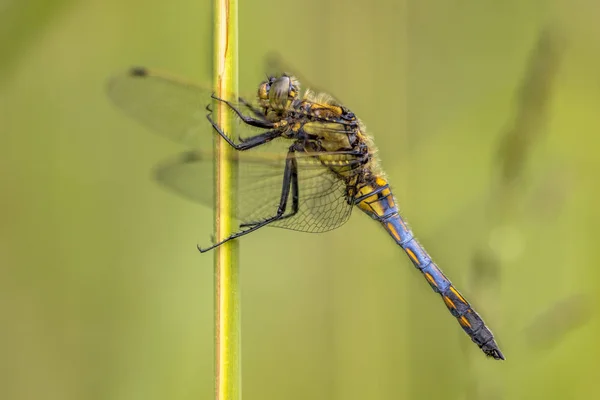 黑尾撇嘴 Orthetrum Cancellatum 这只蜻蜓发生在欧洲和亚洲 具有独特蓝色尾巴的年轻男性 — 图库照片