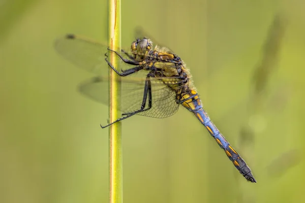 Lecicha Orthetrum Cancellatum Ten Ważki Występuje Europie Azji Młody Mężczyzna — Zdjęcie stockowe