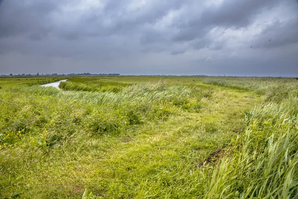 Groene Agrarisch Polderlandschap Friesland Nederland — Stockfoto