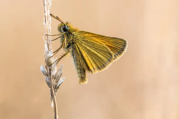 Essex Skipper Thymelicus Lineola Butterfly Family Hesperiidae Butterfly Occurs Throughout — Stock Photo, Image
