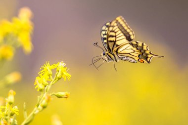 Nektar içme sarı çiçek arka plan üzerinde uçan eski dünya swallowtail kelebek (Papilio machaon)