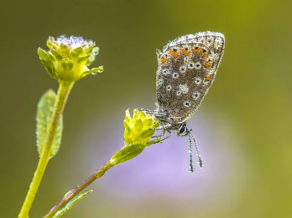 Chalkhill Azul Polyommatus Coridon Mariposa Flor Con Fondo Color Brillante —  Fotos de Stock