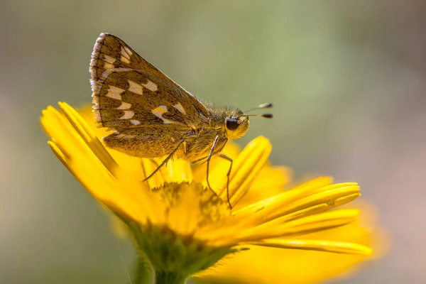 Silver Spotted Skipper Hesperia Comma Butterfly Yellow Aster Flower — Stock Photo, Image