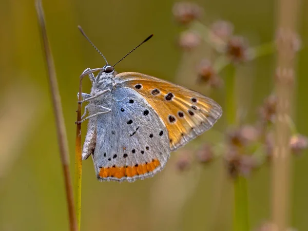 Velké Měděné Lycaena Velkohlavá Endemický Motýl Nizozemska Juncus Stonku — Stock fotografie