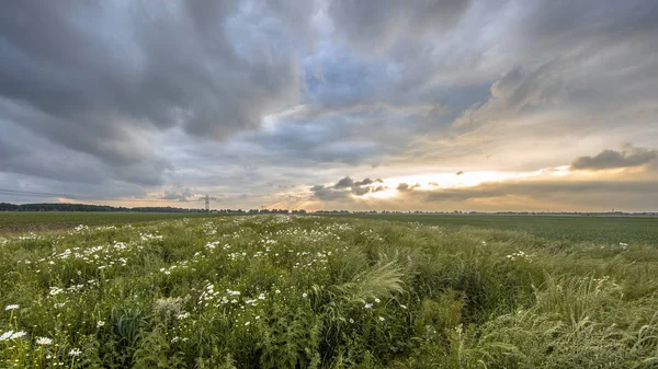 Campo Abierto Holandés Con Flores Margarita Blanca Provincia Groninga Bajo — Foto de Stock