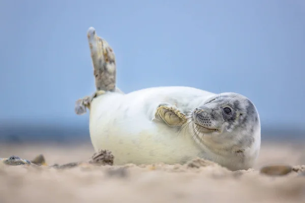 Cute Puppy Harbor Seal Phoca Vitulina Waving Fins — Stock Photo, Image