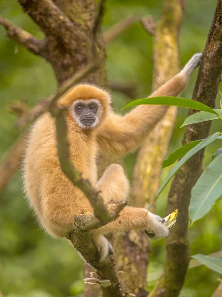 ラール ギボン Hylobates Lar シロテテナガザル熱帯雨林のジャングルで枝の休憩としても知られています — ストック写真