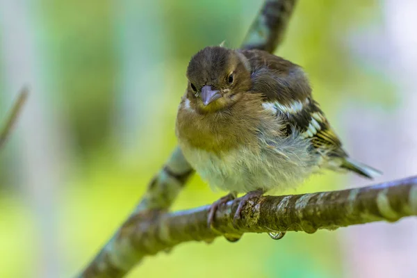 背景が緑色の生態学的な自然な庭で枝に少年ズアオアトリ Fringilla Coelebs — ストック写真