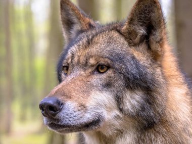 Avrupa kurt (Canis lupus) portre portre tarafına bakarak doğal orman ortamlarında