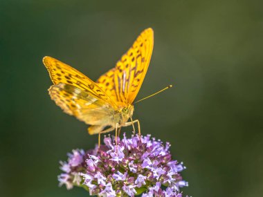 Gümüş yıkanmış fritillary (Argynnis paphia) çok eski bölge üzerinde bulunan bir ortak ve değişken kelebek var. Kekik (Origanum vulgare çiçek üzerinde tünemiş)