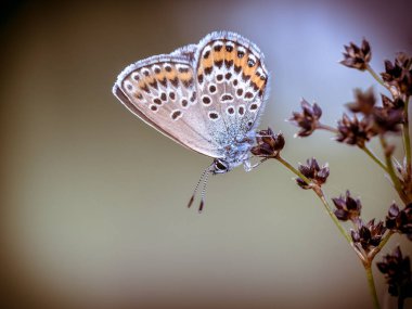 Kadın gümüş çivili mavi (Plebejus argus) kelebek dinlenme ve Sharp çiçekli Rush (Juncus acutiflorus) vintage renklerde doğal ortamlarında uyku