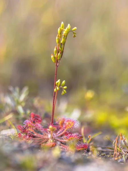 ラウンド Leaved サンデュー ドローズラ Rotundifolia 砂丘生息地植生の花が咲いています — ストック写真