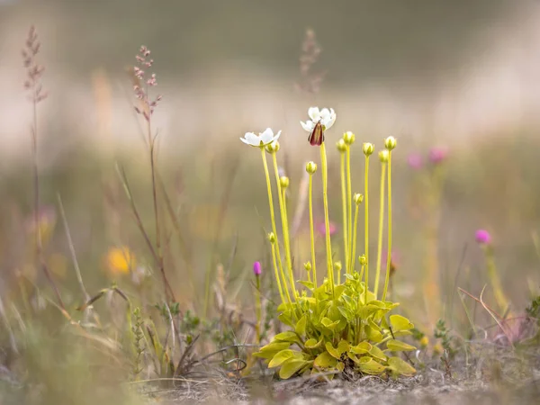 Bloemen Van Marsh Gras Parnassia Parnassia Palustris Met Insect Natuurlijke — Stockfoto